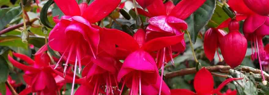fuchsia flowers viewed from below